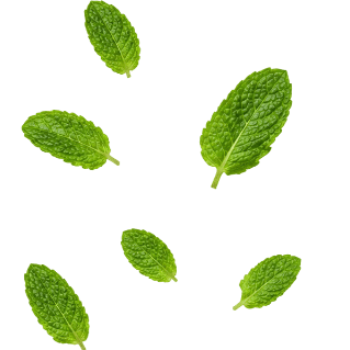 Pudina